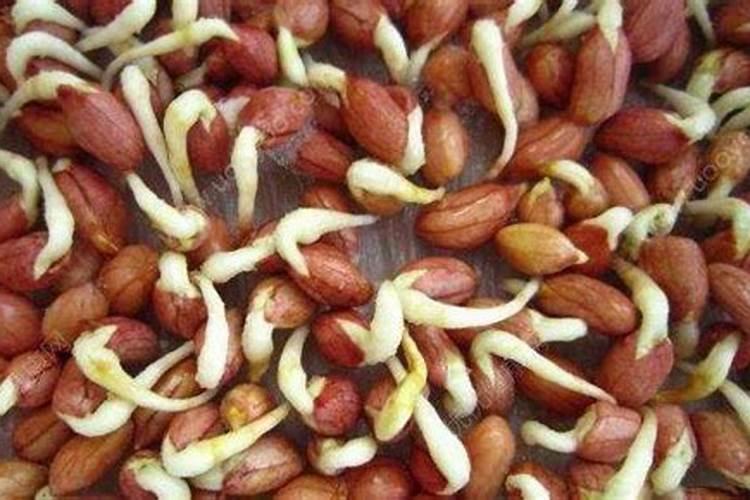 青菜施什么肥最好