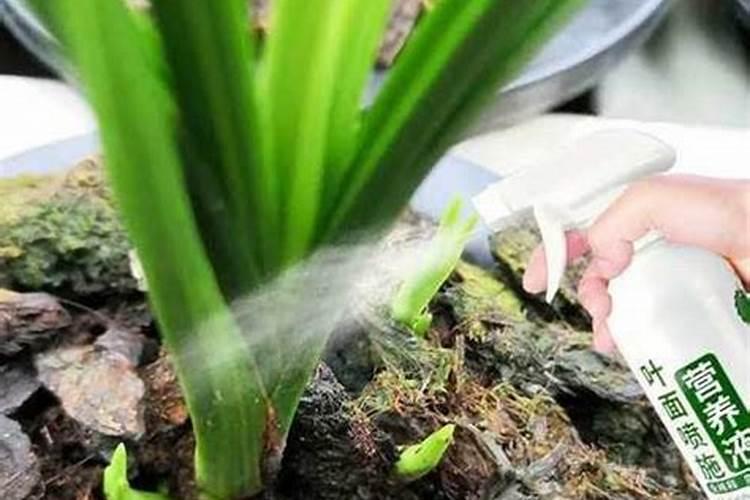 兰花可以用豆饼肥吗,怎样给兰花施饼肥