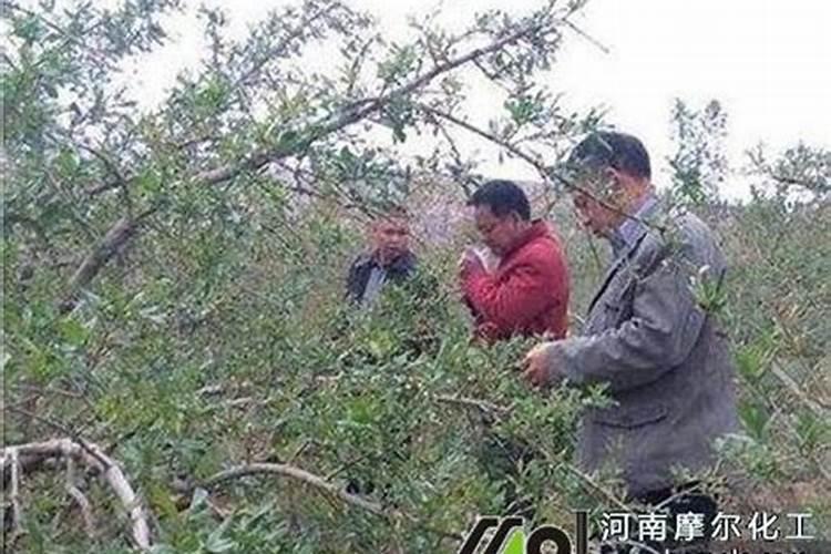 种石榴要用什么肥才结果(石榴一年中多久施一次肥)