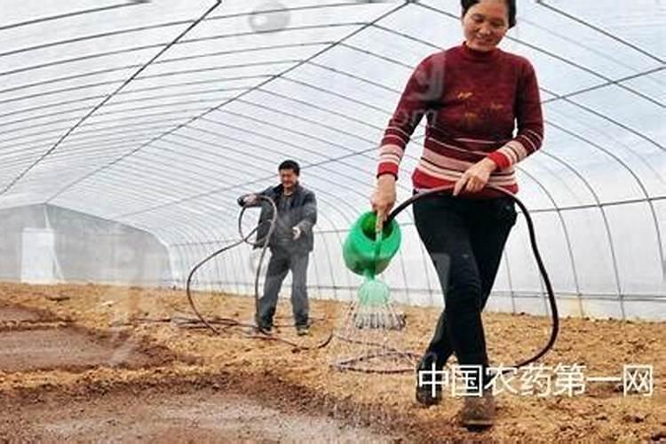 水溶肥使用时注意事项、方法与用量？