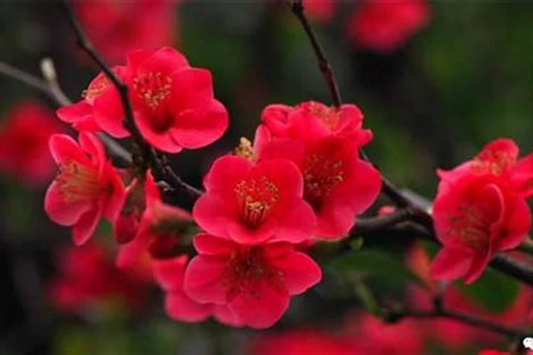 贴梗海棠施什么肥最好
