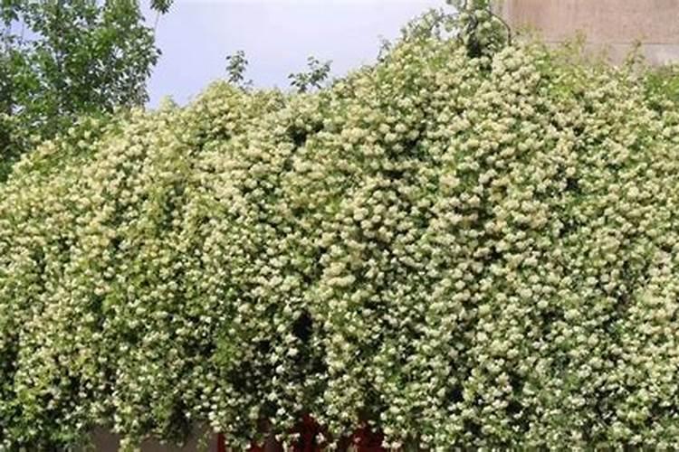 木香花怎么养