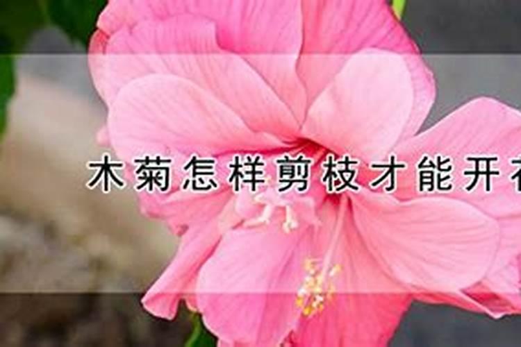 木菊怎么养才能开花多
