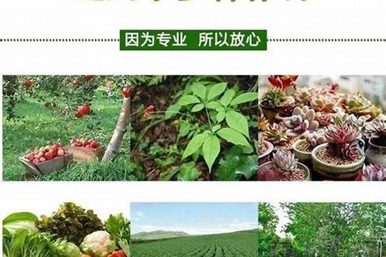 黄腐酸钾有什么作用？
