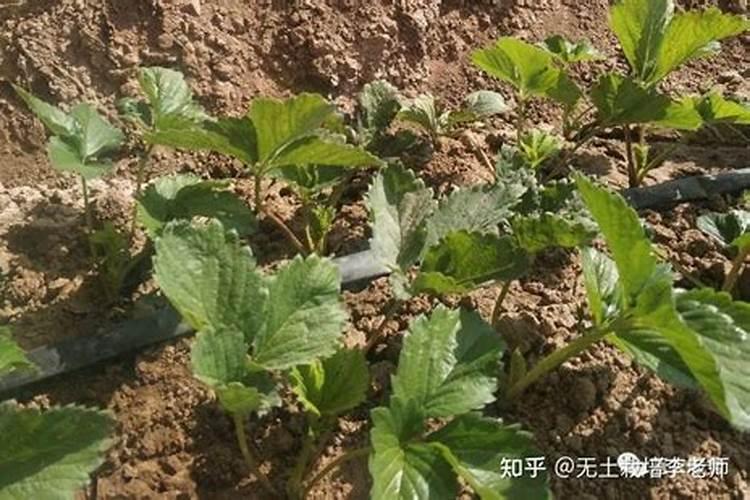 桃树浇水的五个时期
