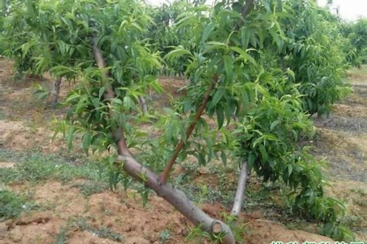 桃树施什么肥桃树的施肥方法