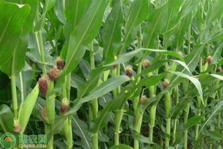 玉米灌浆期能打有矶硼吗