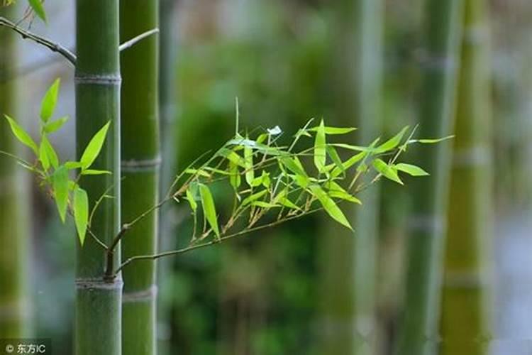 竹子种多久才可以大 竹子需要生长多久才能长大