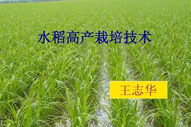 水稻施肥技术要点