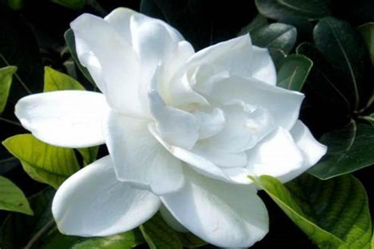 樱花虾养殖