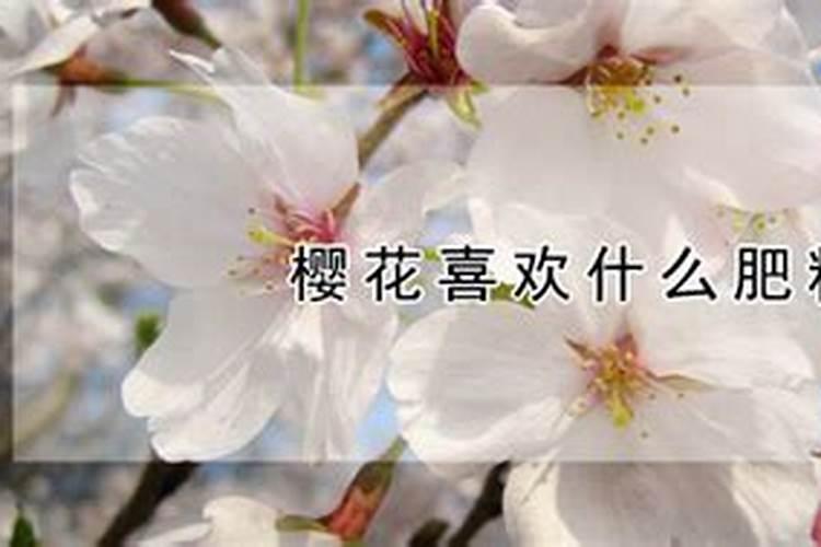 樱花怎么施肥 樱花如何施肥