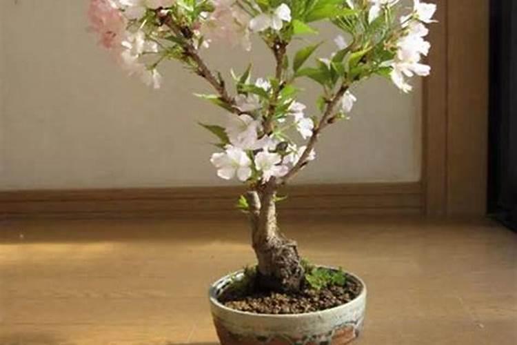 樱花虾怎么养殖？