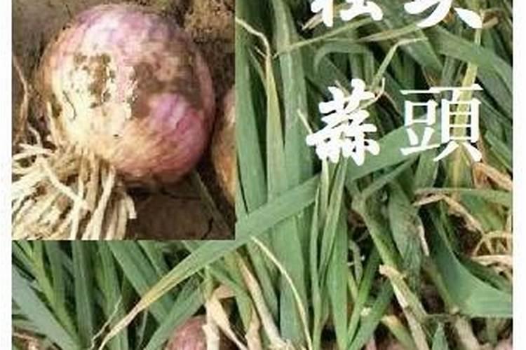 独头蒜的种植方法