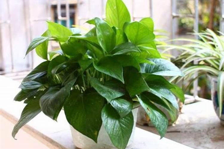 广东万年青的育种方法及注意事项