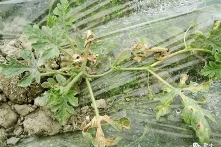 西瓜专用叶面肥有哪些