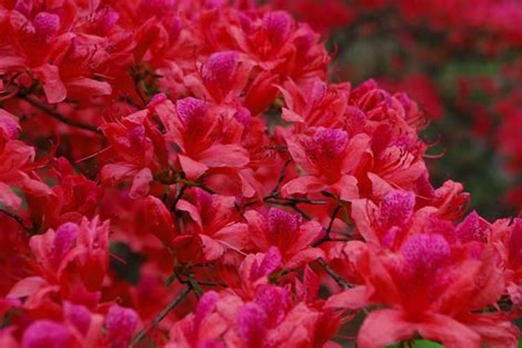 杜鹃花的养殖方法,杜鹃花怎么养