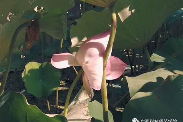 花卉中量元素是哪些