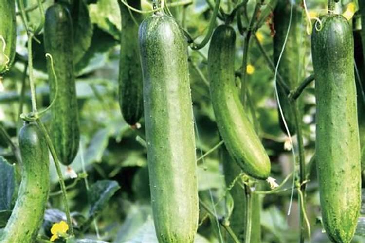 西葫芦露天种植怎么浇水施肥最好