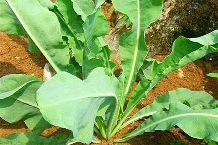 种植板蓝根都用什么肥