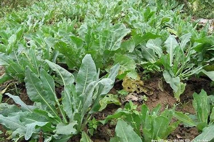 板蓝根种植方法是什么 如何科学种植板蓝根