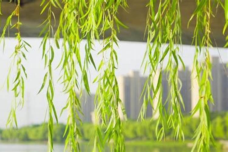 柳树大苗多久施肥一次 柳树苗期间需要多久施一次肥料？