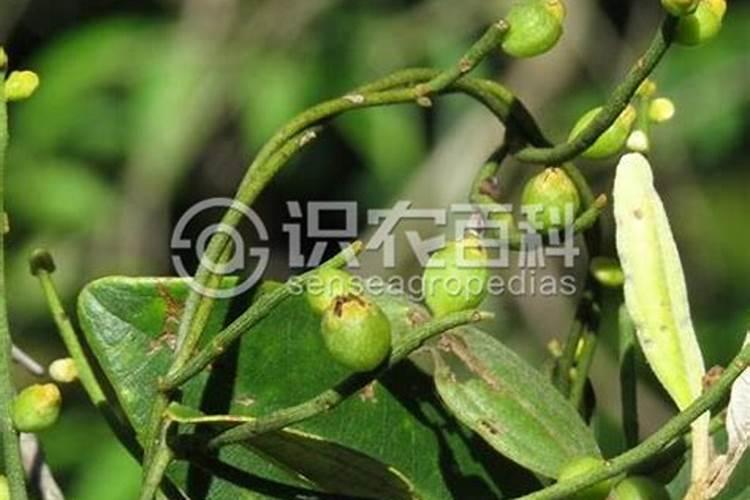 果树专用肥有哪几种