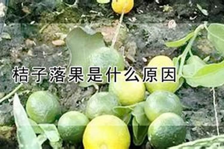 桔子落果是什么原因造成的
