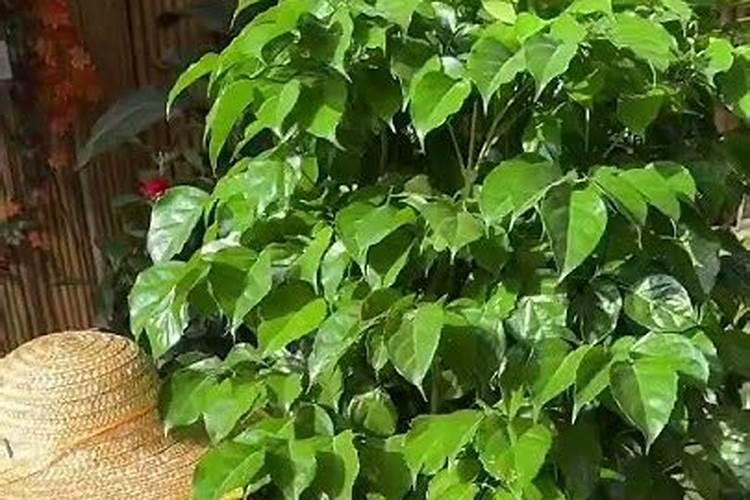 幸福树肥料什么花还能用？