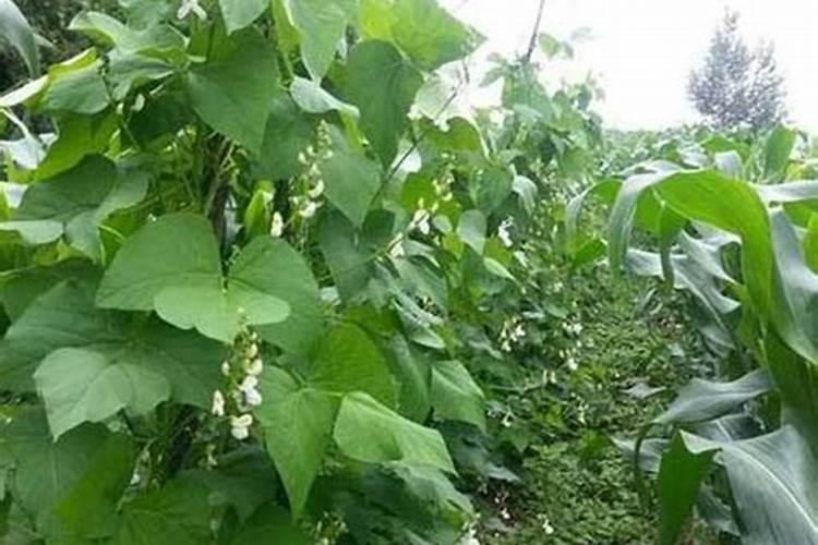 在农村种植芸豆的时候,应该如何施肥呢？