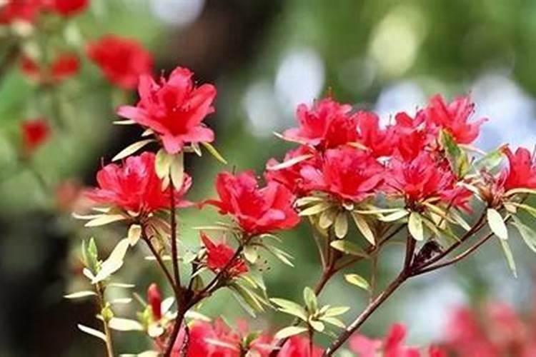 杜鹃开花期间施什么肥,能喷磷酸二氢钾吗