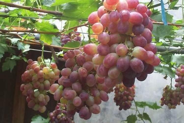 葡萄什么时候上肥料最好 葡萄上肥料的时间
