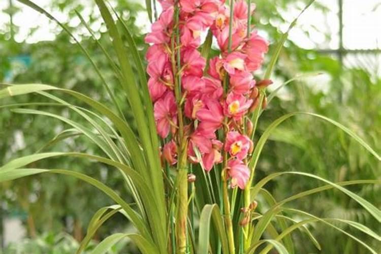 如何养大花蕙兰