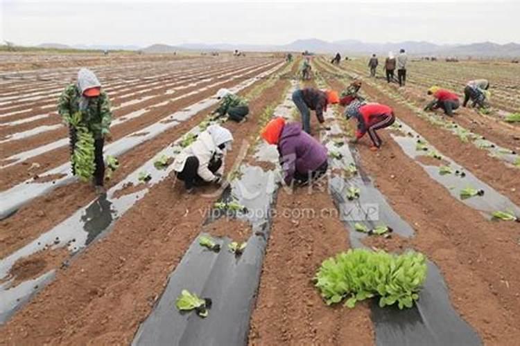 请教一下,地瓜种植施肥技巧和管理方法？