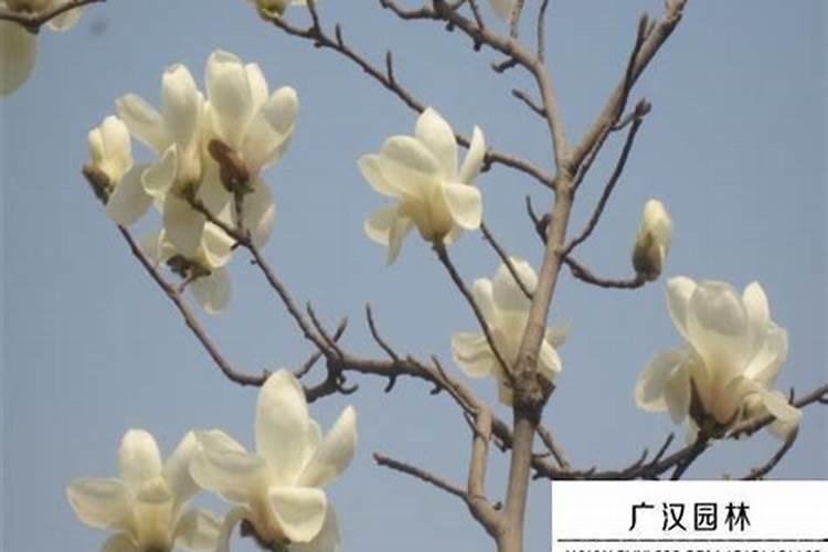 白玉兰施肥方法,用什么肥好