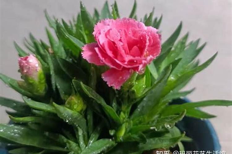 康乃馨施什么肥好