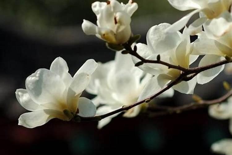 白玉兰怎么施肥