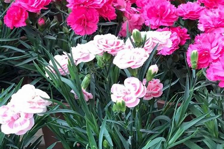 康乃馨怎么施肥？