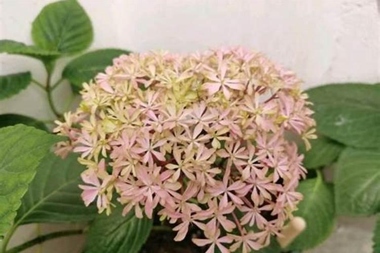 绣球花施什么肥最好