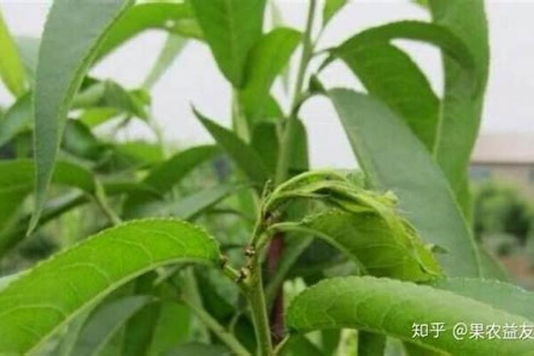 桃树的叶面肥有哪些
