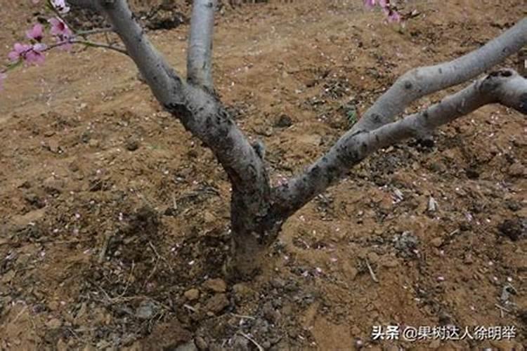 桃树施什么肥料最好