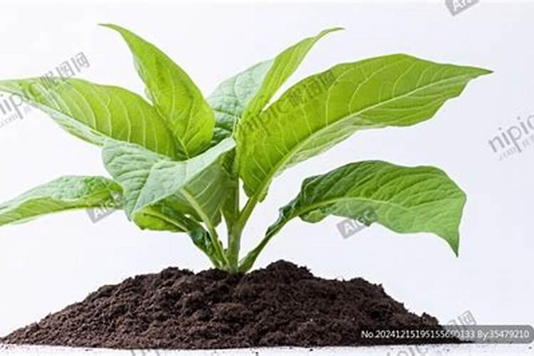 黄腐酸钾能代替钾肥吗