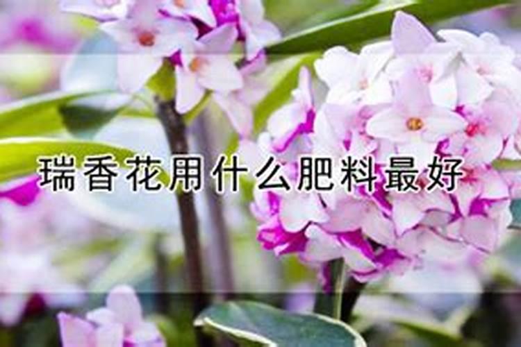 瑞香花怎么养,家庭养法