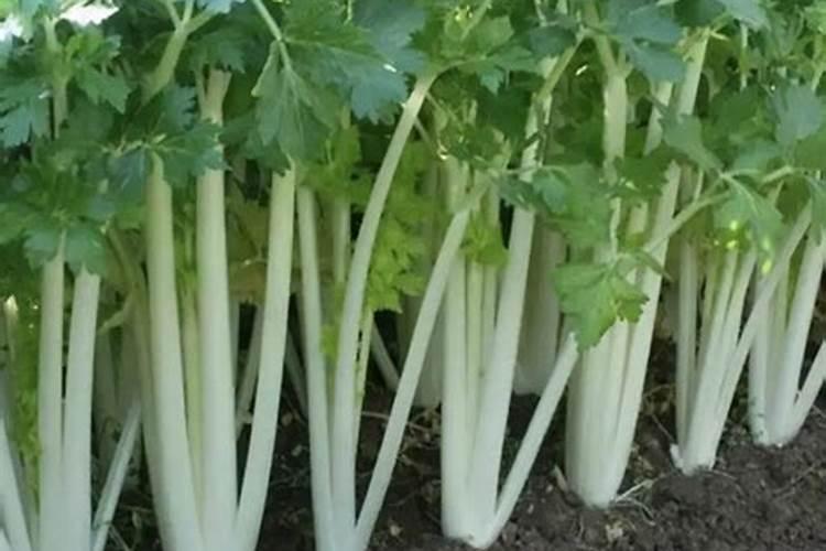 芹菜施肥方法