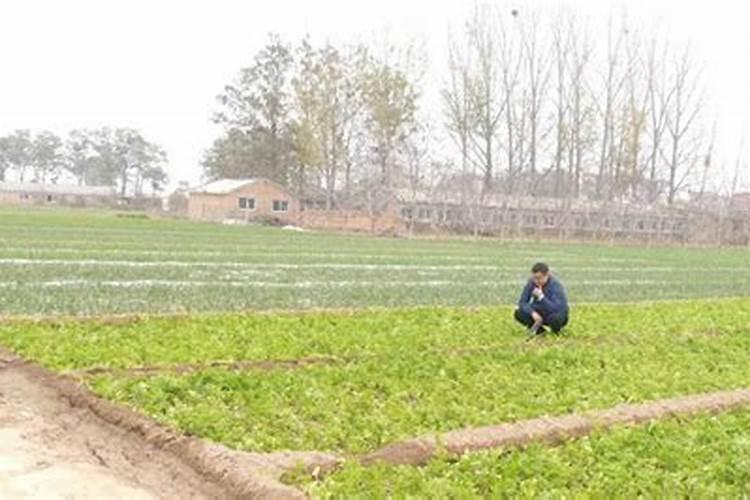 芹菜施肥用什么肥料