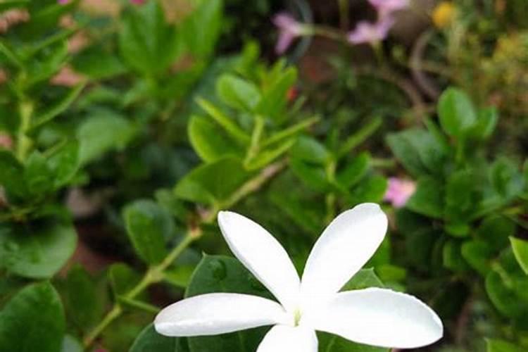 铁茉莉的养殖方法