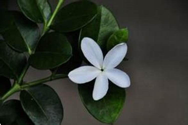 铁茉莉铁茉莉的养殖方法/铁茉莉的养护知识