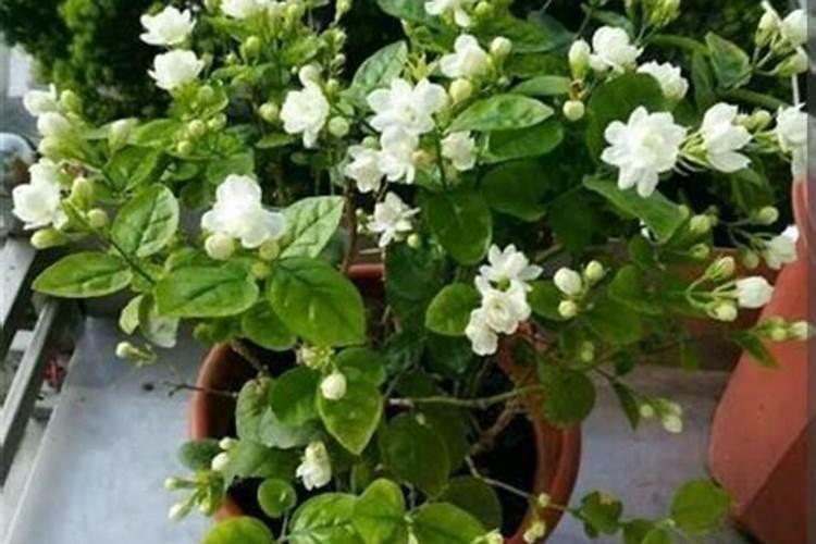 铁茉莉不开花怎么回事 不开花的原因及处理方法