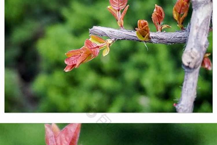 香春芽树怎样种植