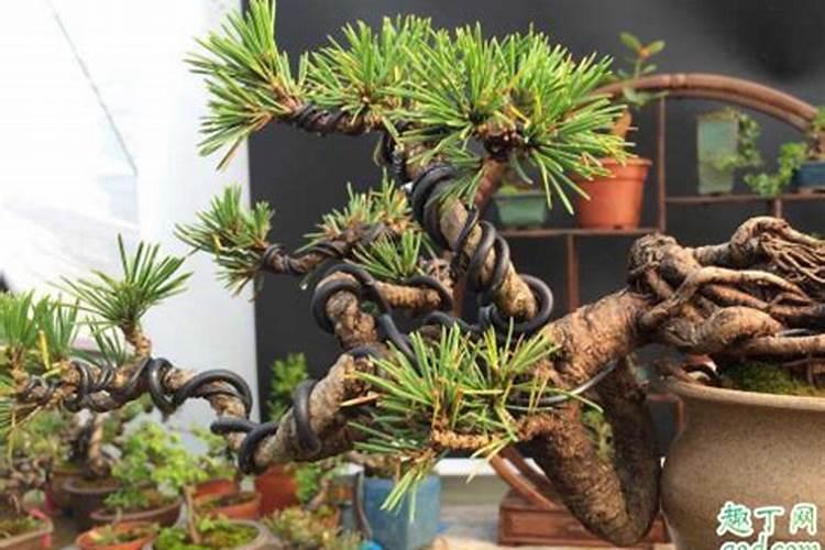 柿子树苗批发价格是多少钱一棵？种植方法如何？