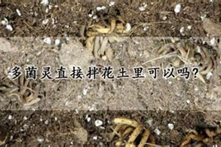 磷肥可以直接浇菜吗